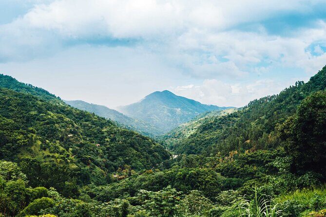 Blue Mountain Bicycle Tour - Lunch and nature stops: jerk chicken, plants, and timing