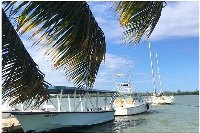 Luminous lagoon Dark night Tour from Ocho Rios and Runaway Bay Hotels - Swimming in the glow: how to get the best reaction once you’re in the water
