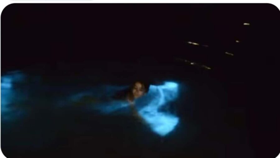 Luminous lagoon : Night Tour from Ocho Rios and Runaway Bay - Bioluminescence 101: what makes the lagoon glow