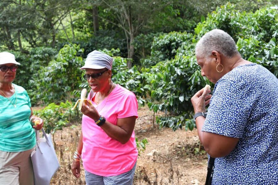 Taste of Jamaica Farm & Food Tour - The Food Part: What You Eat at the End of the Walk