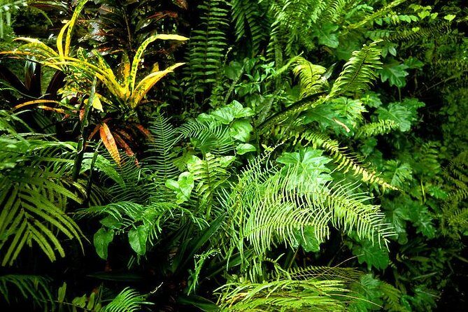 Taste of Jamaica Food Tour from Ocho Rios - Breadnut Hill Community Visit: Brief, But Meaningful