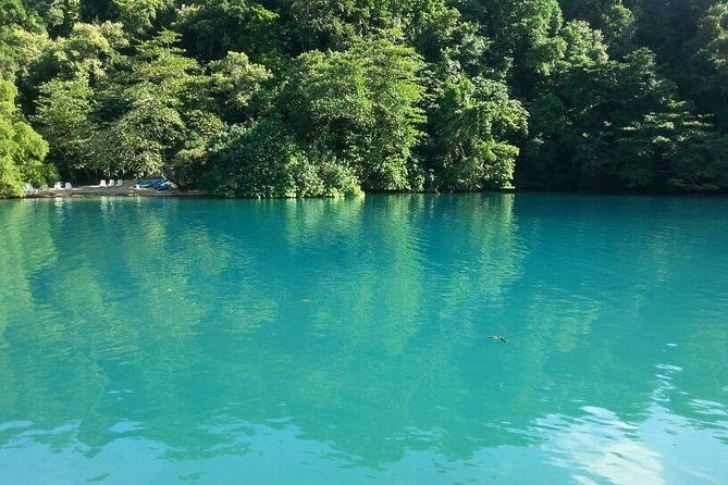 Tour to Fern Gully and Konoko Falls and Park - Fern Gully at the Edge of the Rainforest (1,200 Feet Up)